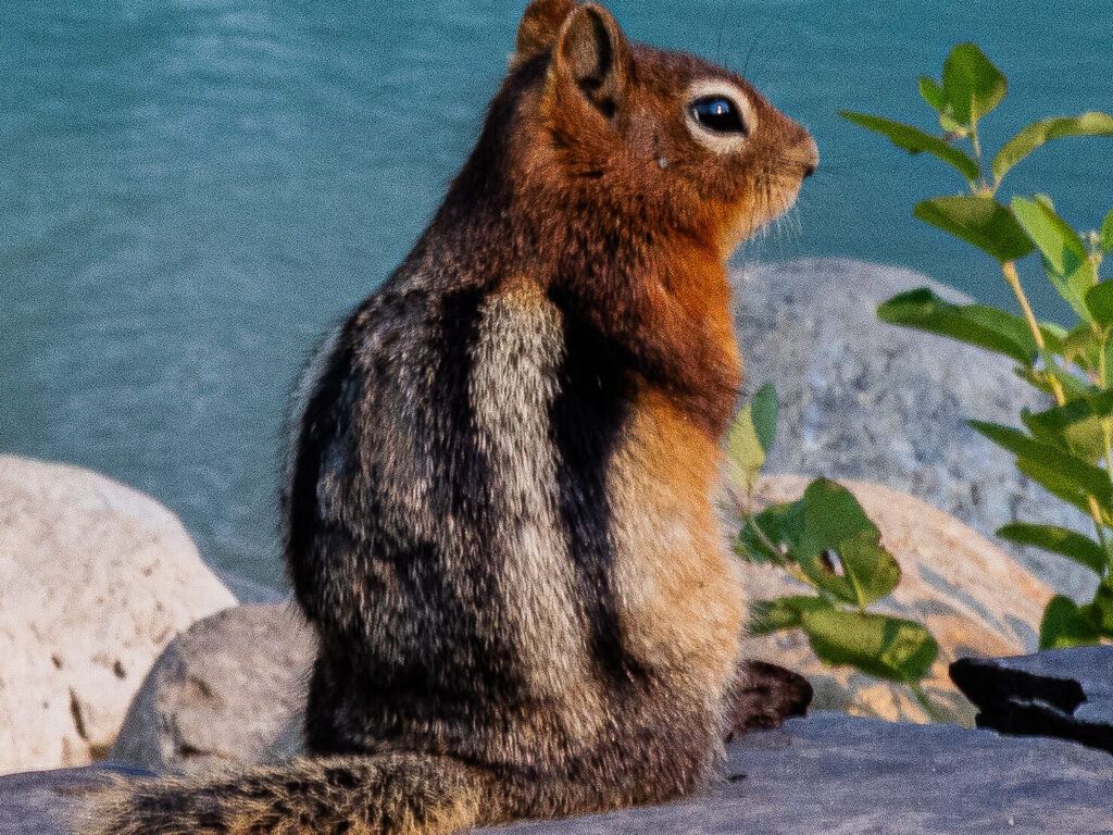 Squirrel near the footbridge at Lake Louise in the Canadian Rockies