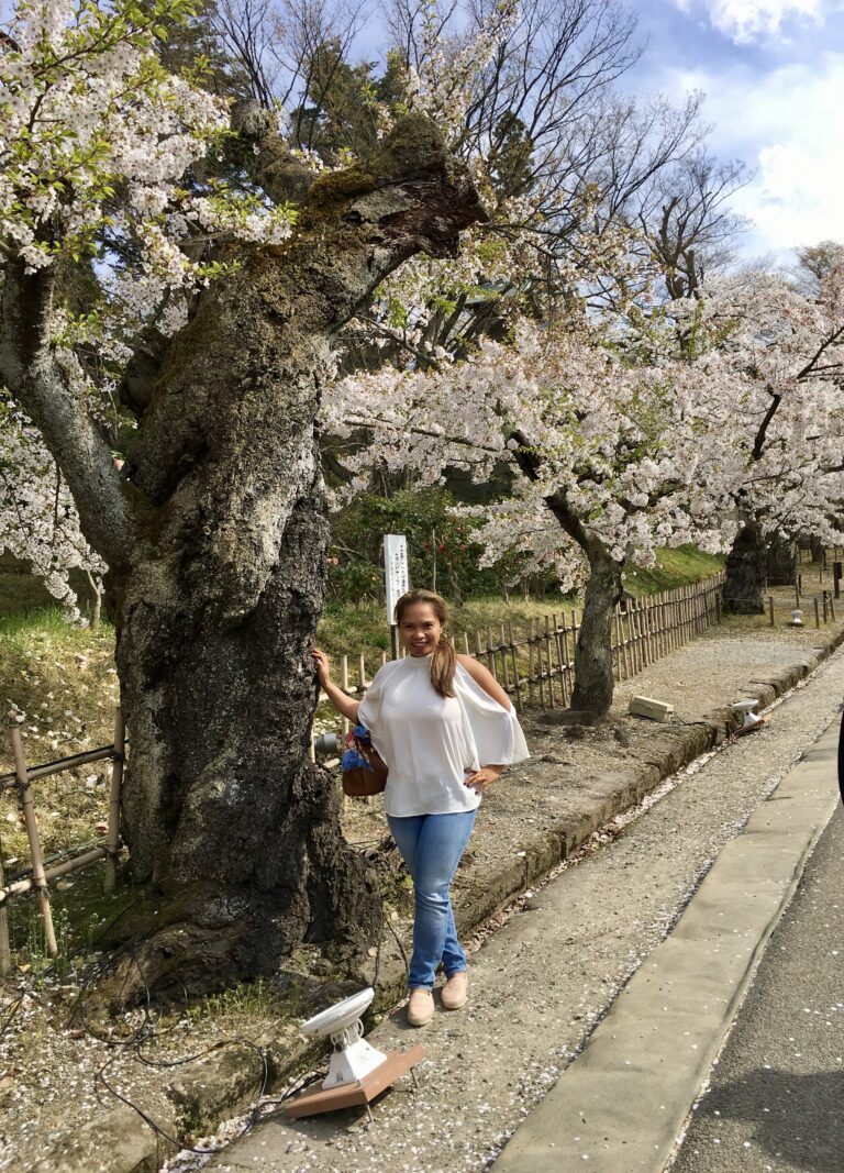 Japan cherry blossom travel during spring