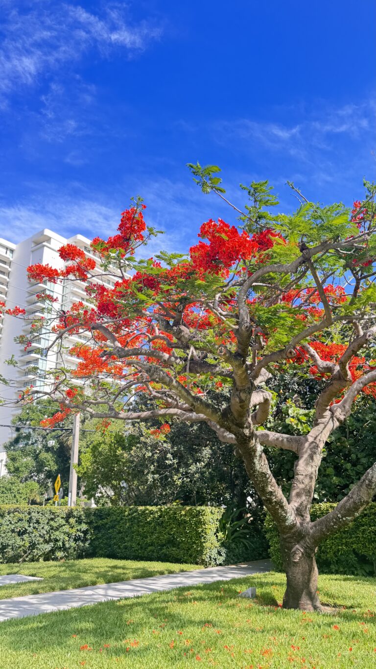 Florida lifestyle and travel with colorful tropical trees