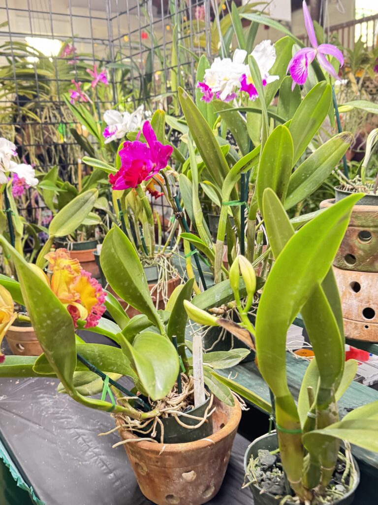 Ted Left Me Alone at an Orchid Show. Big Mistake. 🌸😂